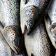 Salmon being harvested off the coast of Maine, 2008.